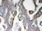 Anti-PAH Picoband Antibody